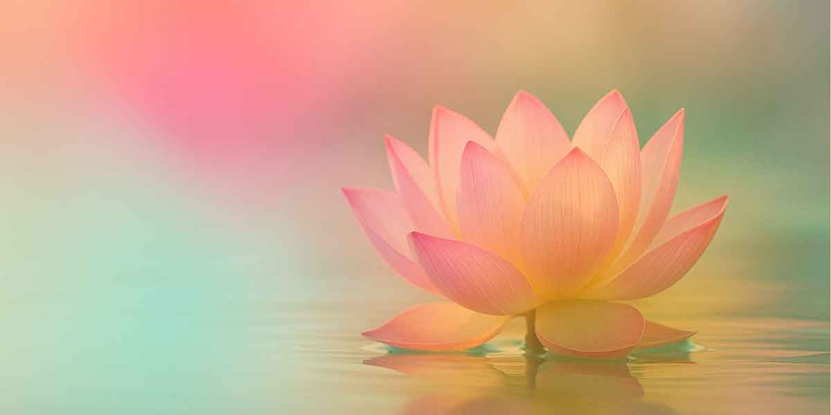 Lotus ve yumuşak geçişlerle Wellbeing hero görseli