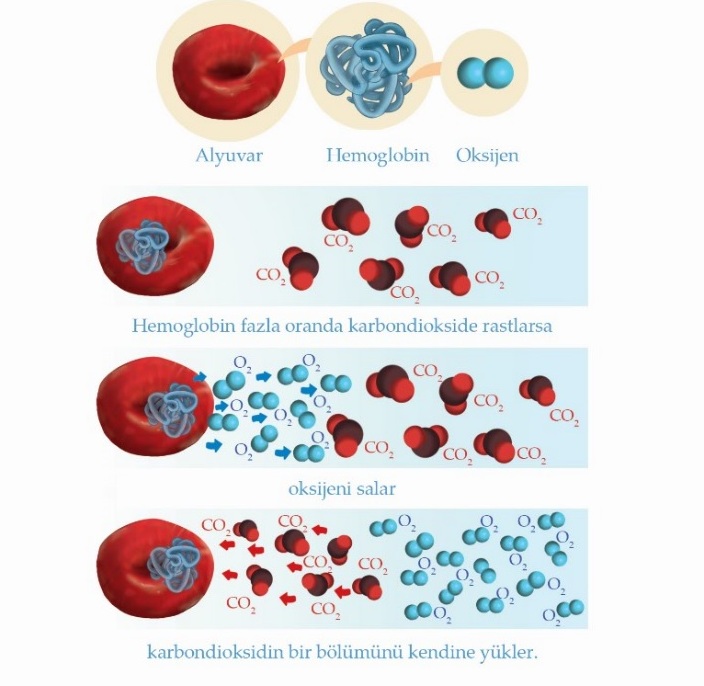 Bohr etkisi şeması