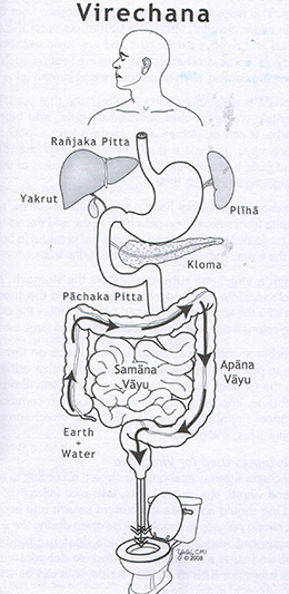 Virechana: Boşaltma Terapisi