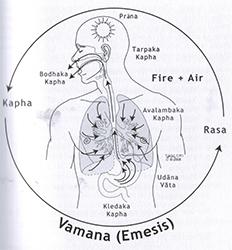 Vamana Panchakarma